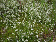 Galium saxatile