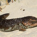 South-west Shingleback Lizard - Photo (c) John Sullivan, some rights reserved (CC BY-NC), uploaded by John Sullivan