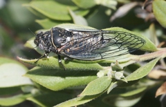 Clidophleps wrighti