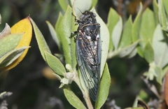 Clidophleps wrighti
