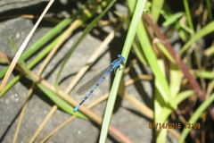 Argia vivida