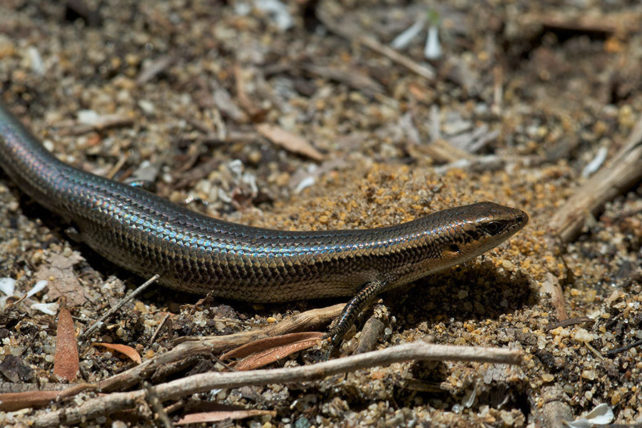 South-Western Cool-Skink