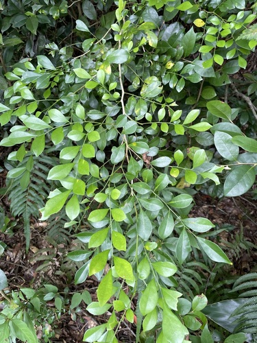Murraya paniculata