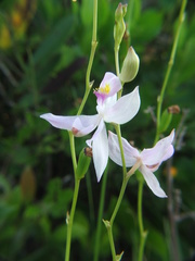 Calopogon pallidus
