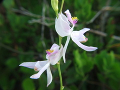 Calopogon pallidus