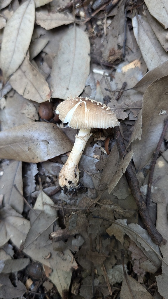 Amanita sychnopyramis · September 2024 · photo: © atsushi_nakajima_cirque (iNaturalist, cc-by)