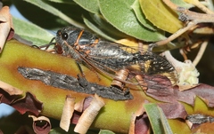 Platypedia bernardinoensis