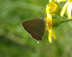 Satyrium acaciae