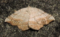 Eumacaria madopata