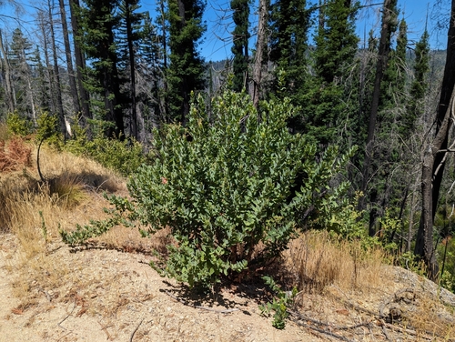 Image of Arctostaphylos andersonii by (c) Alexander Wentworth, some rights reserved (CC BY)