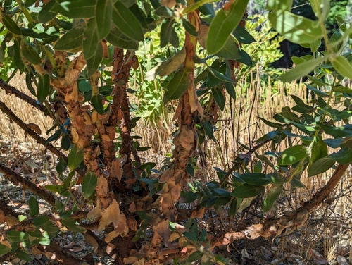 Image of Arctostaphylos andersonii by (c) Alexander Wentworth, some rights reserved (CC BY)