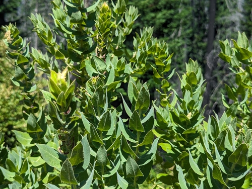 Image of Arctostaphylos andersonii by (c) Alexander Wentworth, some rights reserved (CC BY)