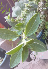 Hyptis rhytidea