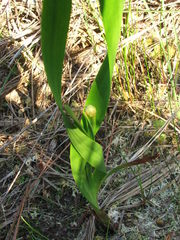 Xyris platylepis