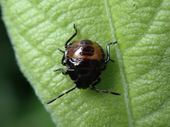 Rhacognathus punctatus