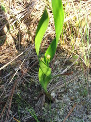 Xyris platylepis