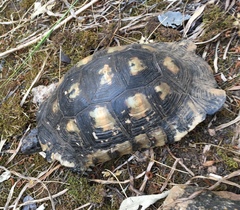 Testudo marginata