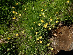 Ranunculus alismifolius