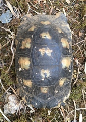 Testudo marginata