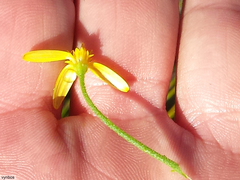 Osteospermum spinosum