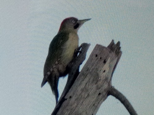 Pito bereber (Picus vaillantii)