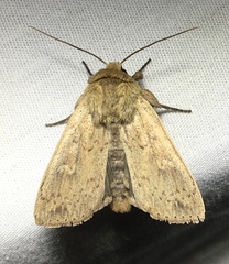 Leucania pseudargyria