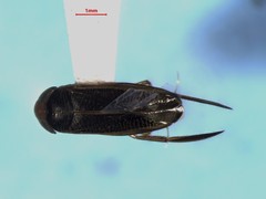 Sigara compressoidea