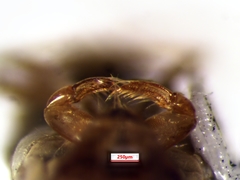 Sigara compressoidea