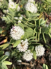 Veronica albicans
