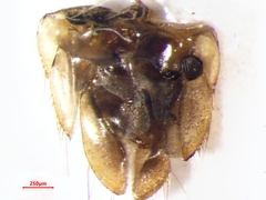 Sigara compressoidea