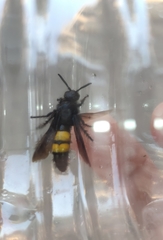 Scolia hirta