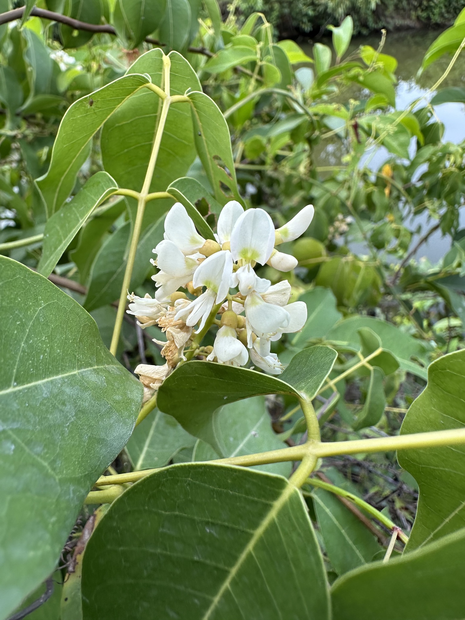 Cóc kèn — ảnh 2