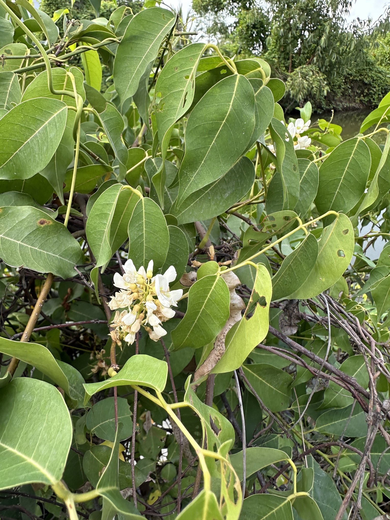 Cóc kèn — ảnh 3