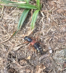 Staphylinus erythropterus