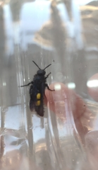 Scolia hirta