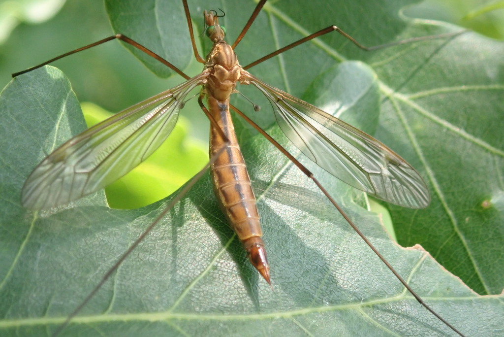 Tipula cava
