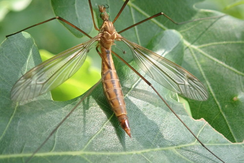 Tipula cava