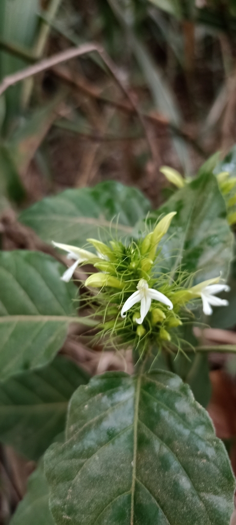 Schaueria thyrsiflora