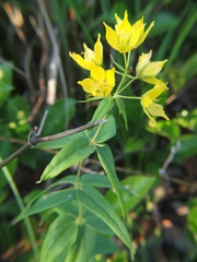 Lysimachia asperulifolia