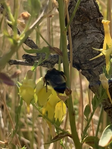 American Bumble Bee (Bombus pensylvanicus), a species recorded in Delaware