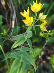 Lysimachia asperulifolia