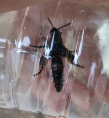 Scolia hirta