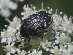 Oxythyrea cinctella