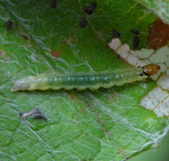 Desmia funeralis