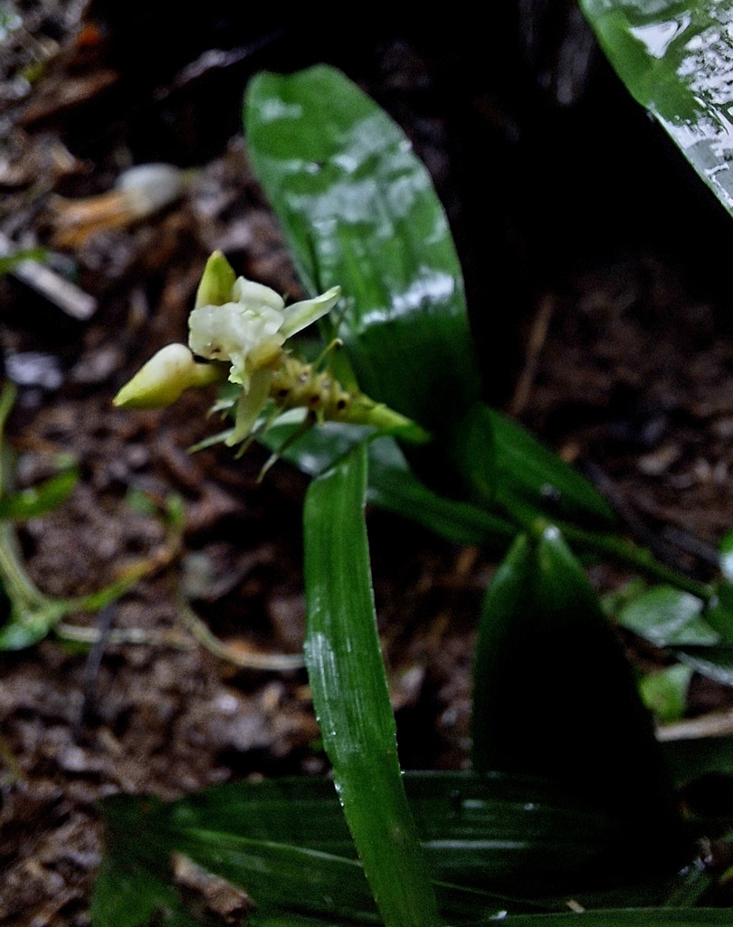 Tropidia robinsonii