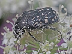 Oxythyrea cinctella