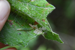 Desmia funeralis