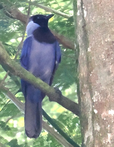 Violaceous Jay (Cyanocorax violaceus), photo 10