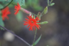 Silene laciniata laciniata
