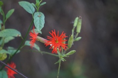 Silene laciniata laciniata
